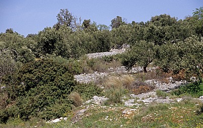 Vegetation - Gespanschaft Sibenik-Knin