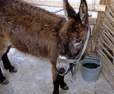 Ethnografisches Museum (Alte Mühle): Hausesel (Equus asinus asinus) - Nationalpark Krka