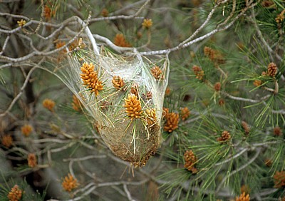 Waldkiefer (Pinus sylvestris): Mit Spinnweben überzogene männliche Blüten - Gespanschaft Sibenik-Knin