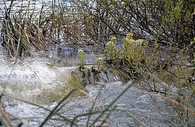 Donja jezera (Untere Seen): Vegetation in den kleinen Kaskaden des Novakovica brod - Nationalpark Plitvicer Seen