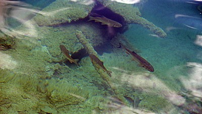 Donja jezera (Untere Seen): Seeforelle (Salmo trutta lacustris) - Nationalpark Plitvicer Seen