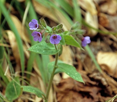 Blume (Frühjahrsblüher) mit blauen Blüten - Nationalpark Plitvicer Seen