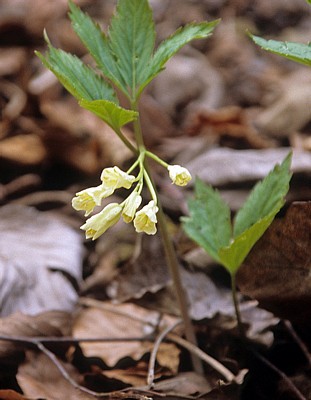 Blume (Frühjahrsblüher) mit gelben Blüten - Nationalpark Plitvicer Seen