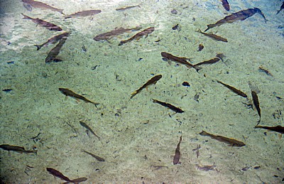 Gornja jezera (Obere Seen): Kozjak - Seeforelle (Salmo trutta lacustris) - Nationalpark Plitvicer Seen