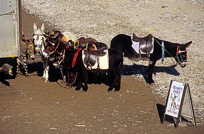 Southport Beach (Strand): Esel warten auf Kundschaft - Southport