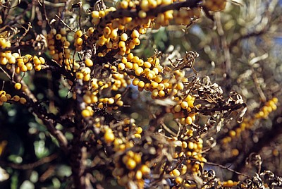 Sanddorn (Hippophae rhamnoides) mit Beeren - Liverpool