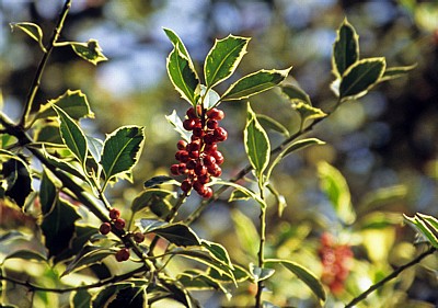 Europäische Stechpalme (Ilex aquifolium) - Liverpool