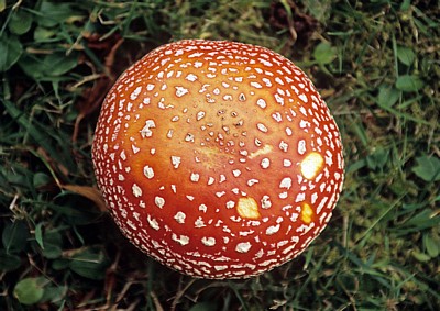 Fliegenpilz (Amanita muscaria var. muscaria) - Liverpool