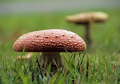 Fliegenpilz (Amanita muscaria var. muscaria) - Liverpool