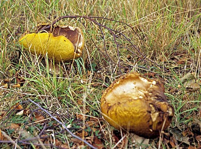 Pilz (Fungus) - Liverpool