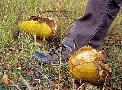 Pilze (Fungi) - Liverpool