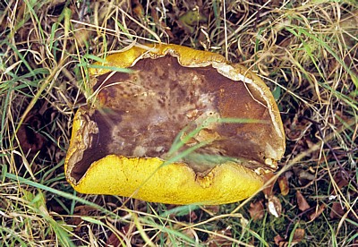 Pilz (Fungus) - Liverpool