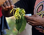 Gewürztour: Ylang-Ylang (Cananga odorata) - Sansibar
