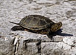 Wasserschildkröte - Butrint