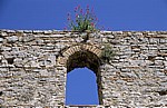 Frühchristliche Basilika: Fensternische mit Blumen - Butrint