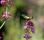 Schmetterling - Butrint