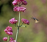 Insekt im Anflug auf eine Blüte - Butrint