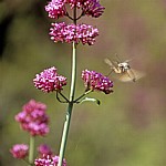 Insekt im Anflug auf eine Blüte - Butrint