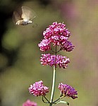 Insekt im Anflug auf eine Blüte - Butrint