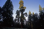 Rundwanderweg Piesberg: Mammutbaum (Sequoiadendron giganteum) - Osnabrück