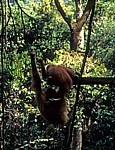 Orang Utans (Pongo abelii) an der Fütterungsplattform - Leuser National Park