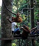 Orang Utans (Pongo abelii) an der Fütterungsplattform - Leuser National Park