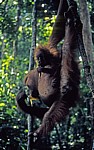 Orang Utans (Pongo abelii) - Leuser National Park