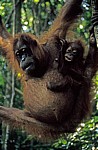 Orang Utans (Pongo abelii) - Leuser National Park