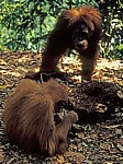 Orang Utans (Pongo abelii) - Leuser National Park