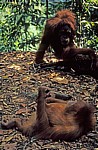 Orang Utans (Pongo abelii) - Leuser National Park