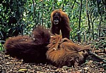 Orang Utans (Pongo abelii) - Leuser National Park