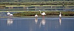 Flamingos (Phoenicopterus ruber roseus) - Stagno di Santa Gilla