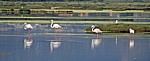 Flamingos (Phoenicopterus ruber roseus) - Stagno di Santa Gilla