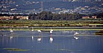 Flamingos (Phoenicopterus ruber roseus) - Stagno di Santa Gilla