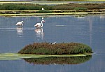 Flamingos (Phoenicopterus ruber roseus) und Möwen - Stagno di Santa Gilla