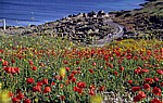 Blütenmeer u. a. mit Klatschmohn (Papaver rhoeas) - Tharros