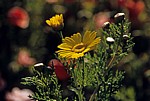 Färber-Hundskamille (Anthemis tinctoria) - Tharros