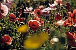 Klatschmohn (Papaver rhoeas) - Tharros