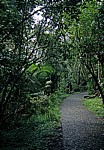 Regenwald - Victoriafälle