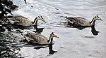 St James's Park: Streifengänse (Anser indicus) - London