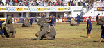 Elephant Round-up: Setzen - Surin