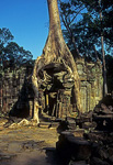 Preah Khan: Tempel mit Kapokbaum - Angkor