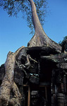 Preah Khan: Tempel mit Kapokbaum - Angkor