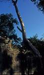 Preah Khan: Tempel mit Krapokbaum - Angkor