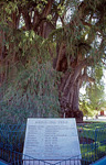 Árbol de Tule (Taxodium mucronatum) - Santa Maria del Tule