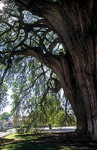 Árbol de Tule (Taxodium mucronatum) - Santa Maria del Tule