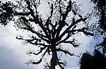 Kapokbaum (Ceiba pentandra) - Tikal