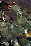 Feigenkaktus (Opuntia ficus-indica) mit Blüten - Monte Albán