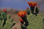 Feigenkaktus (Opuntia ficus-indica) mit Blüten - Monte Albán