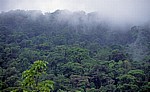 Nebel über dem Dschungel - Palenque